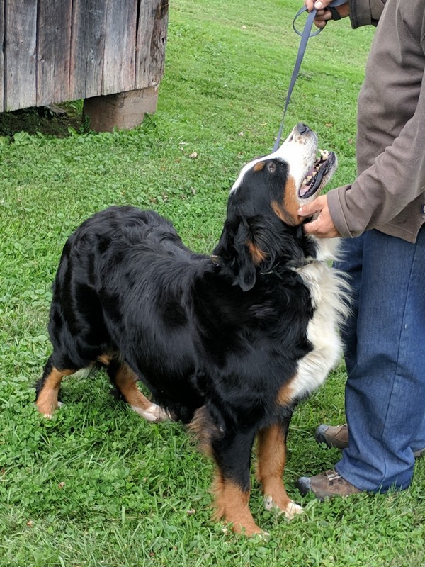 Pregnant bernese hot sale mountain dog